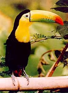 Toucan