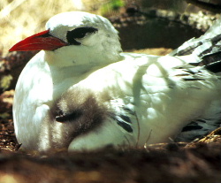 Red Billed Tropic Bird