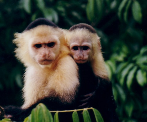 Monkeys in Bocas del Toro